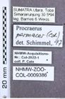 Etikett zu Melanoxanthus hergovitsi (Schimmel, 2004)